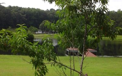 Temperament Analysis Profile